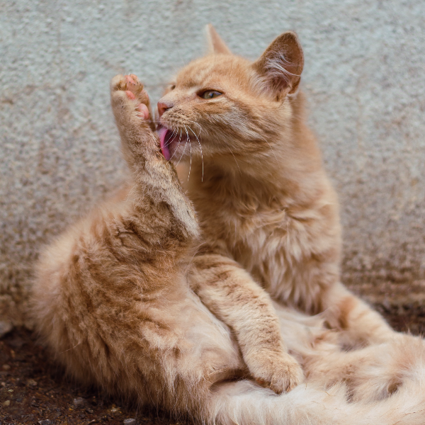 그루밍하는 고양이