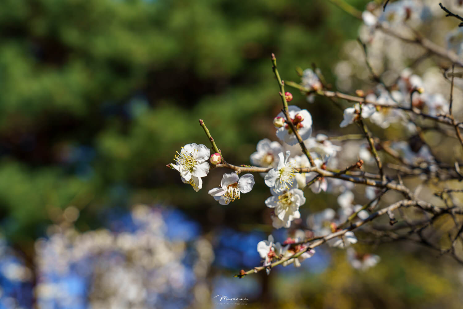 중앙공원 애견운동장