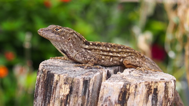 초보 집사를 위한 Gargoyle Geckos의 모든 것