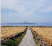 가파도 청보리 축제(2025) 배 시간표 & 주차 완벽가이드 관련 사진