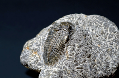 삼엽충은 왜 멸종했을까?