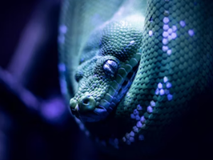 2025년 무슨띠 무슨해? 2025 삼재띠는? 삼재 극복하는 방법은?