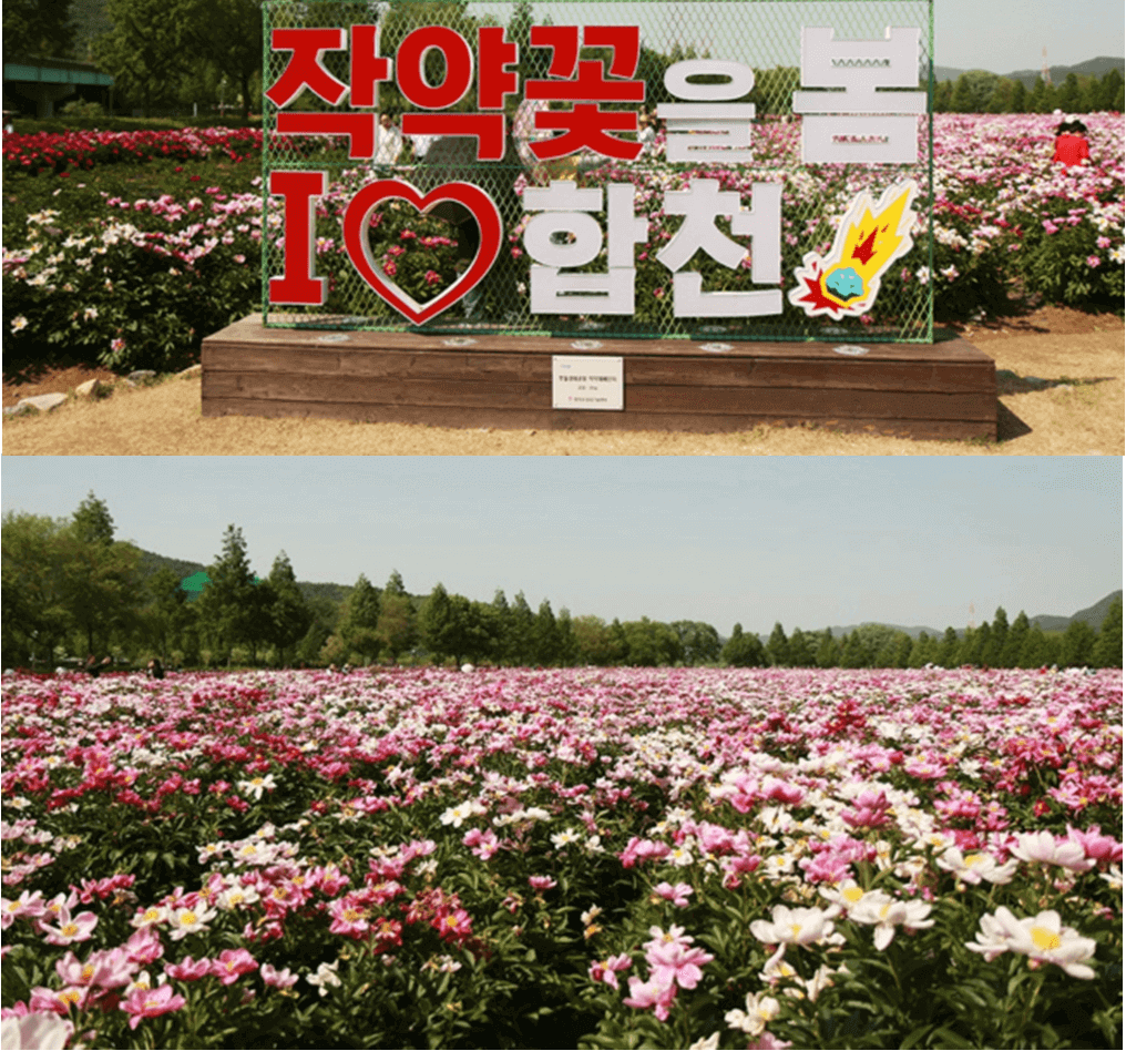 5월에 작약꽃이 피어나는 합천 신소양체육공원