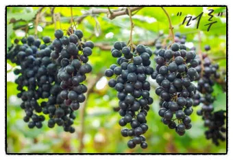 머루포도 효능키우기제철머루포도주 담그기먹는 방법보관 방법 안내_15