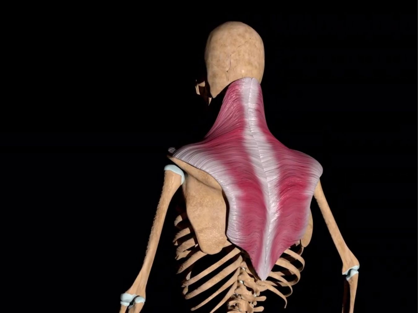 목에 담이 걸리는 이유