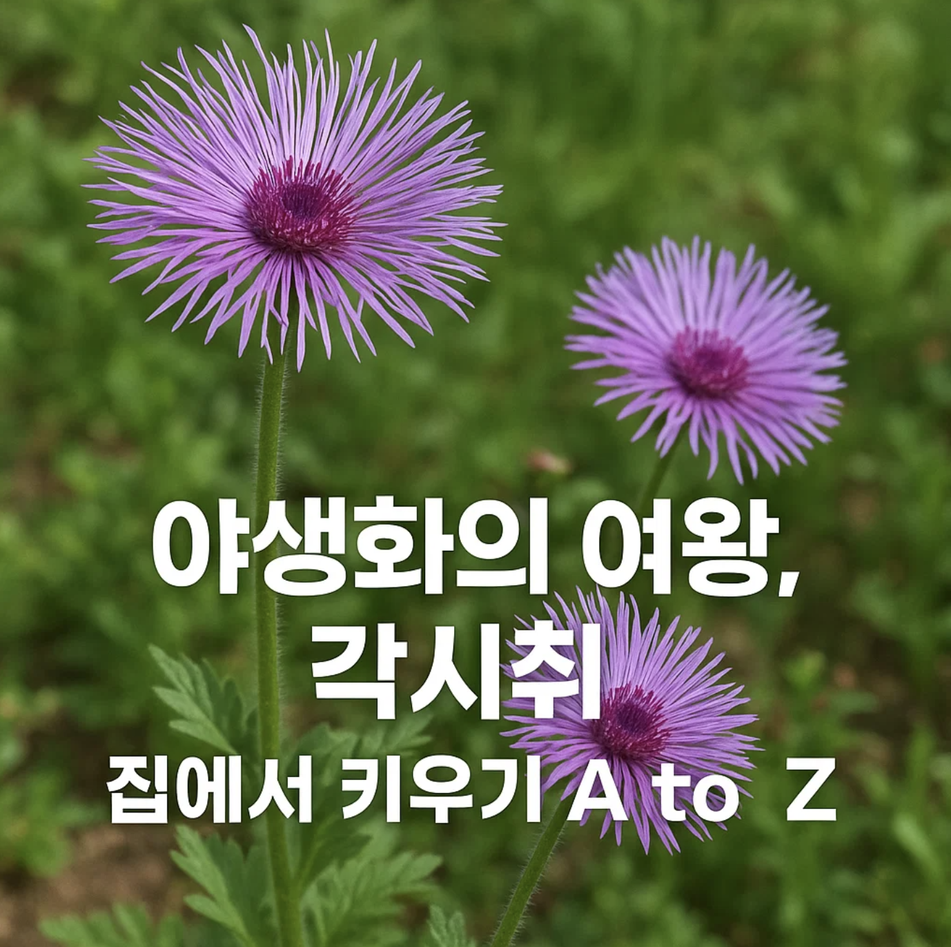 야생화의 여왕, 각시취 집에서 키우기 A to Z