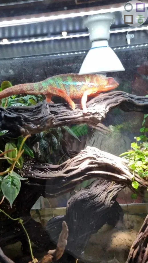 카멜레온-색-바뀌는-중-나무-타고-있음