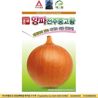 양파 재배 요령 정식 웃거름 도복 수확 건조 포인트_9