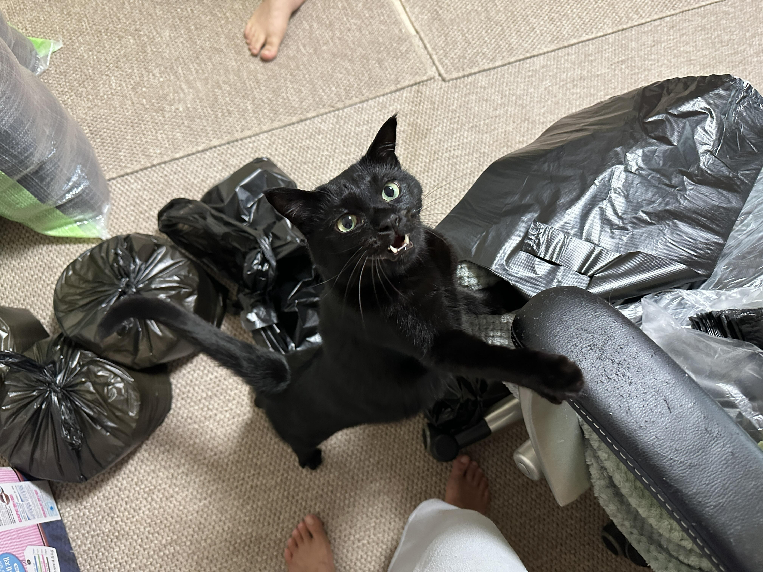 일어서서_존재를_어필중인_올블랙고양이_건이