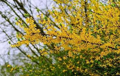 개나리 개화시기