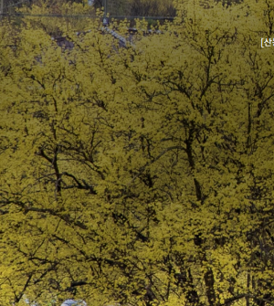 구례 산수유축제