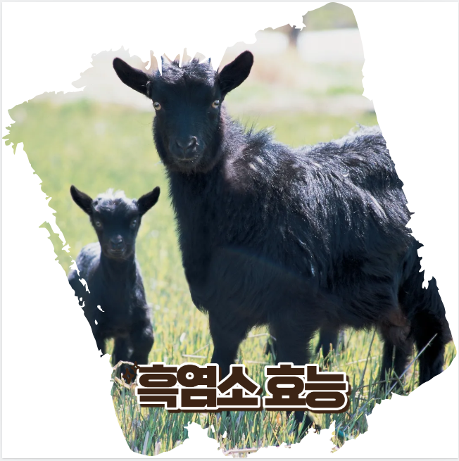 흑염소 효능