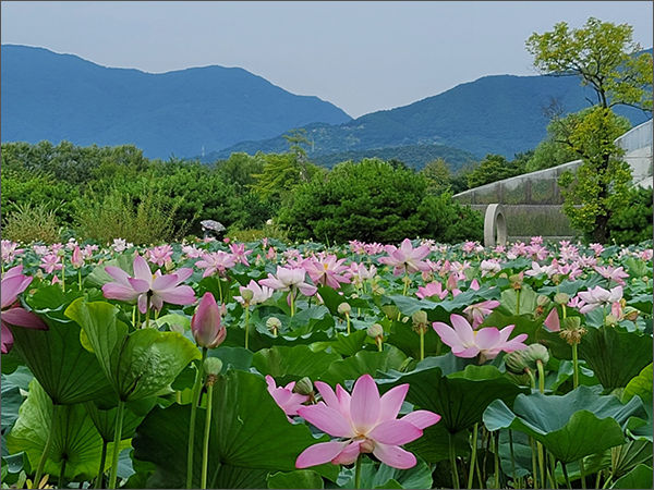 양평 가볼만한곳