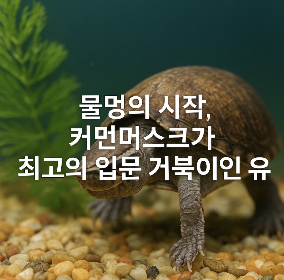 물멍의 시작, 커먼머스크가 최고의 입문 거북이인 이유