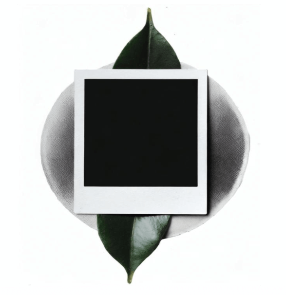 나뭇입-위에-폴라로이드사진-필름이-올라간-사진