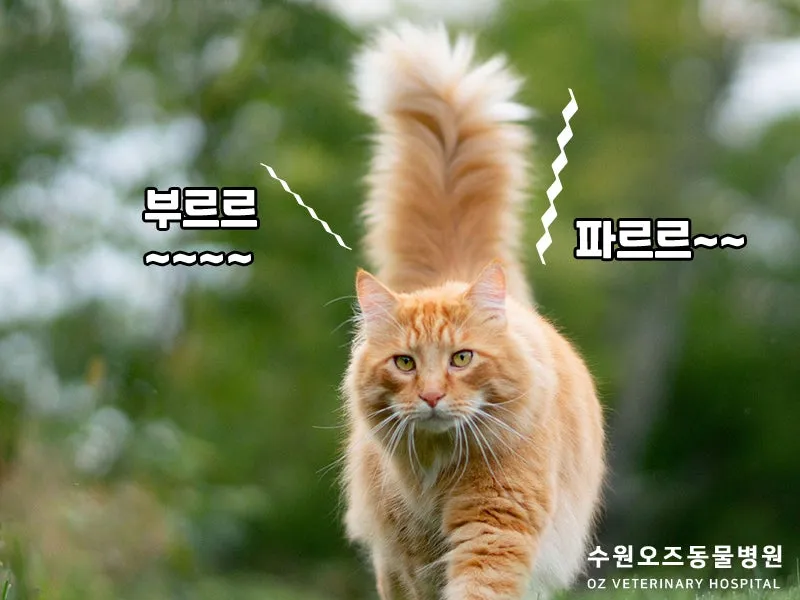 &amp;quot;고양이