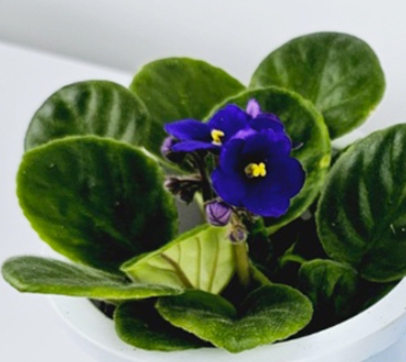 겨울 꽃 세인트폴리아