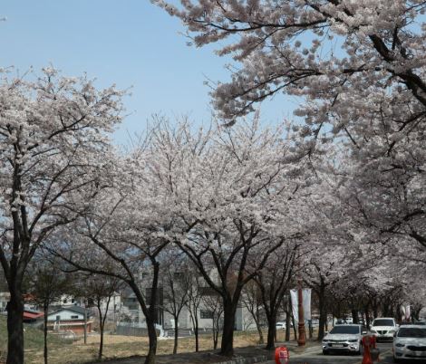 완주 벚꽃