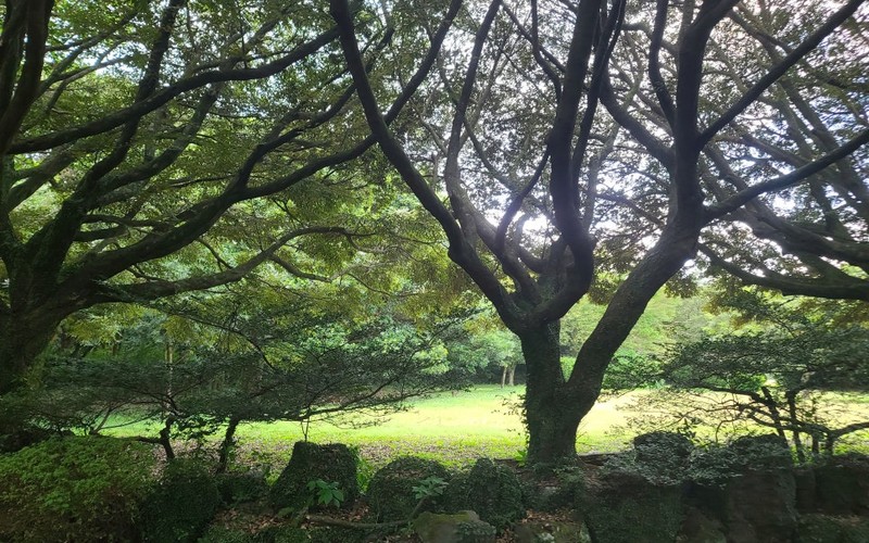 제주 비자림 완벽 가이드 코스별 소요시간·주차·입장료 총정리 - 시각 자