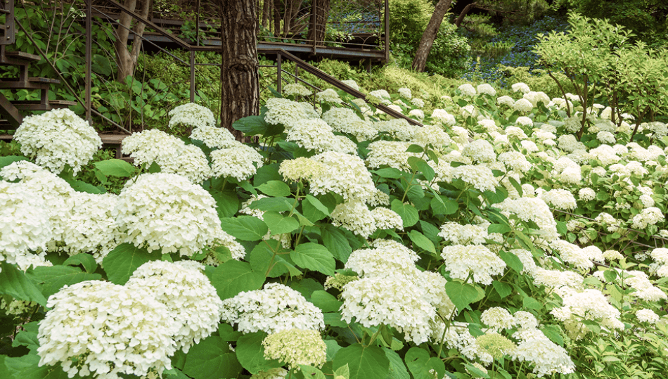 화담숲 모노레일 예약방법 총정리