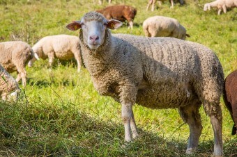 양띠생의 성격-양띠를 알아보자-예술적인 순수함