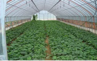 취나물 재배 반그늘 환경 배수 확보 연속 수확_4