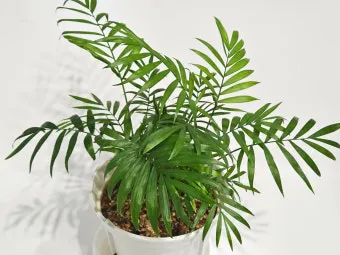 테이블야자 키우기 물주기 실내위치 통풍관리 사무실과 집 모두 적용_8