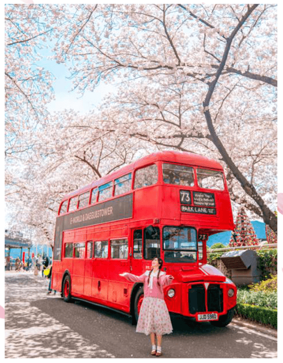 대구 이월드 벚꽃 축제
