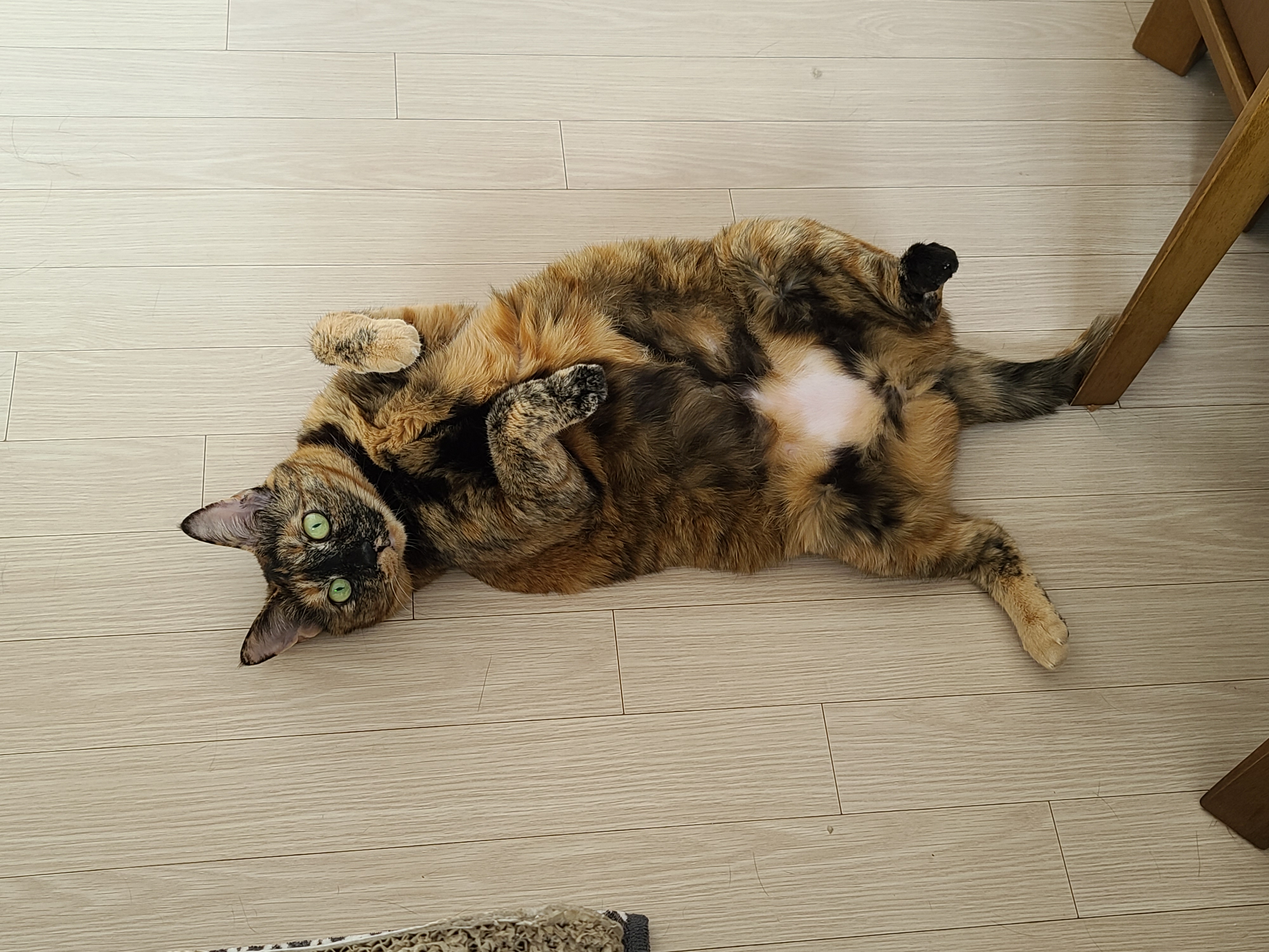 아비시니안 루나와 치즈냥이 호야의 동침