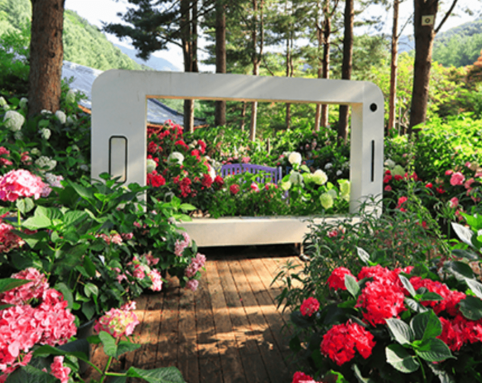 아침고요수목원 수국 전시회 일정 주차 정보 포토존 즐길거리