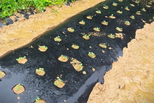 가을무-김장무-재배방법-파종방법-심는방법-재배밭-거름주기-밑거름