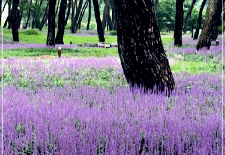 맥문동탕 효능, 부작용 및 먹는 방법