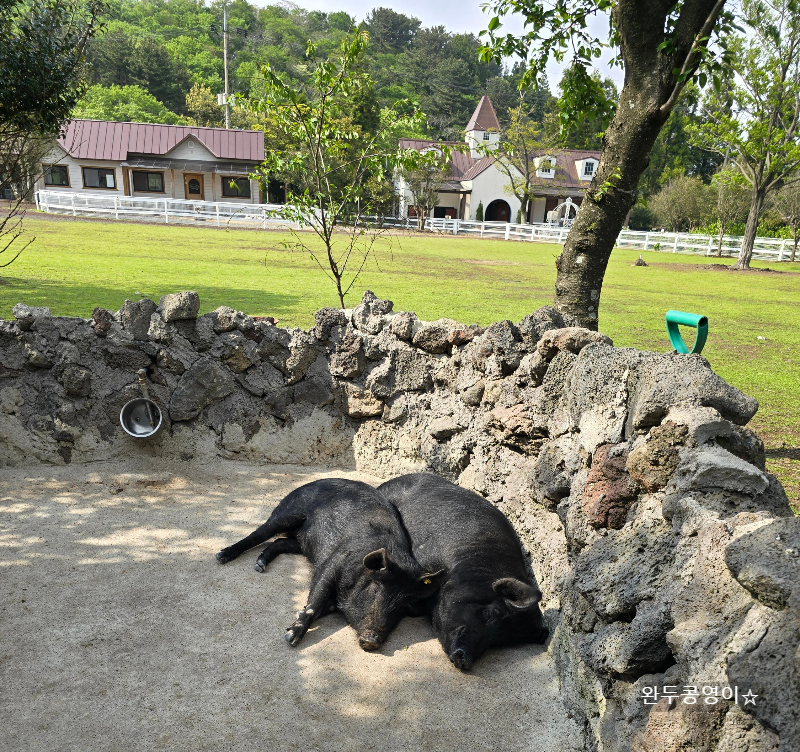 제주 길갈팜랜드 돼지들이 자고 있는 모습