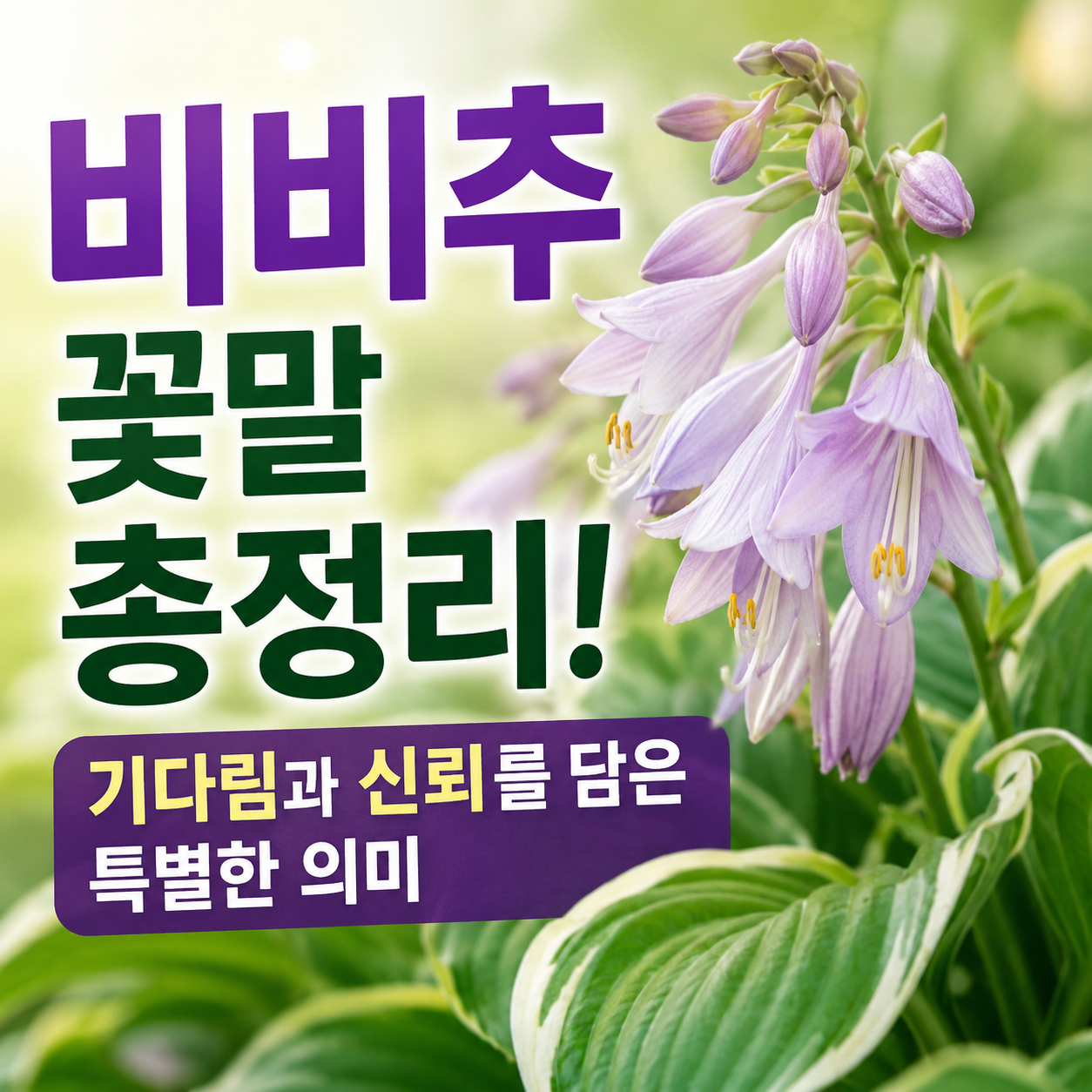 비비추 꽃말