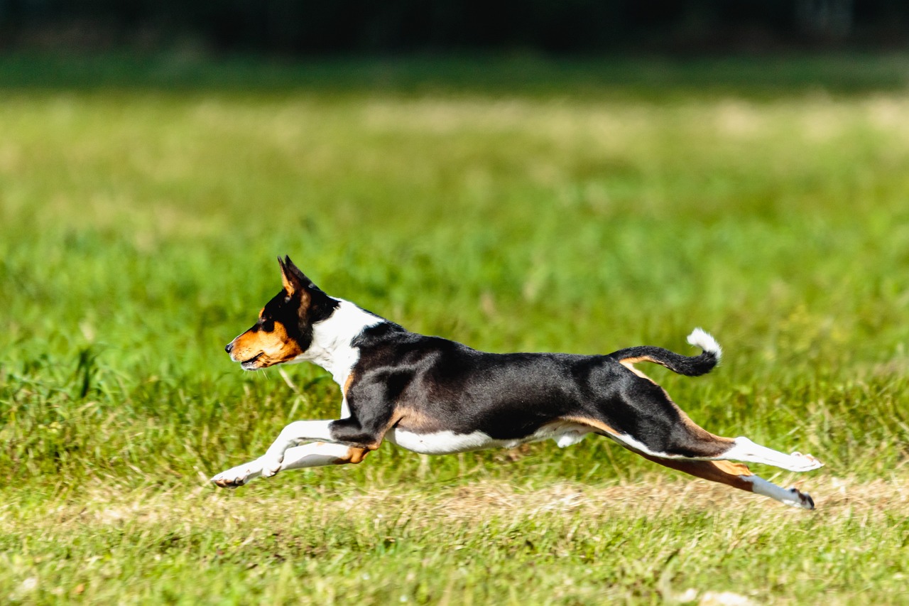 바센지(Basenji)4