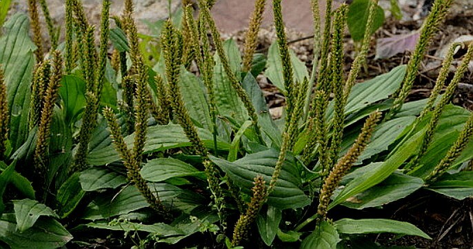 차전자피의 효능 먹는법 부작용