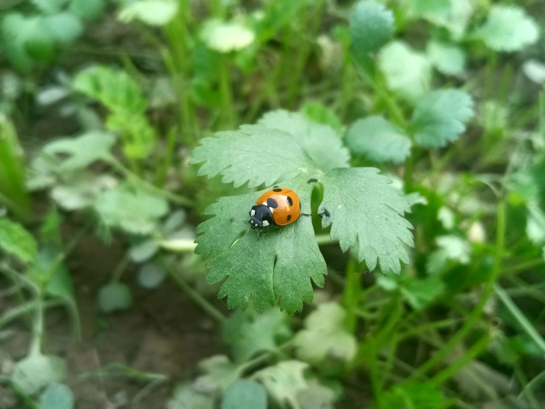 Identification
