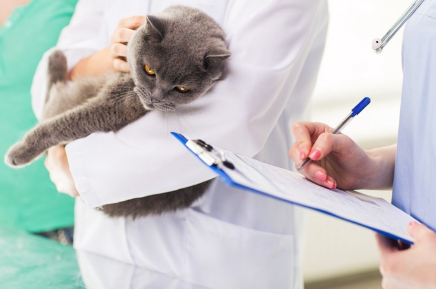 간식을 조르거나 하는 고양이.