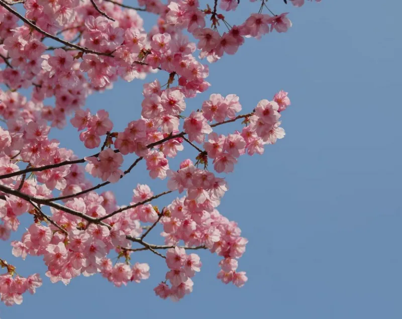 2024년 벚꽃 개화시기
