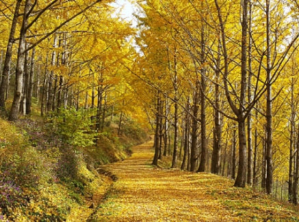 에버랜드 비밀의 은행나무숲 전경