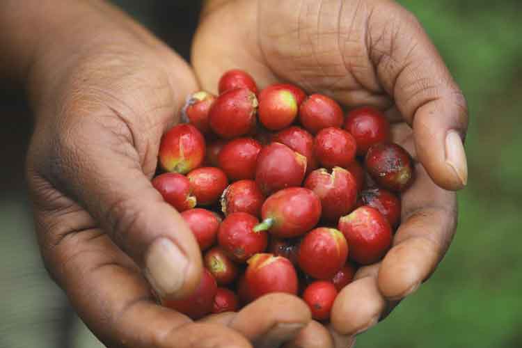 손위에-열매한가득