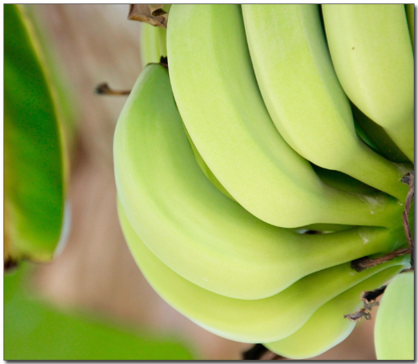 덜익은 파란 바나나