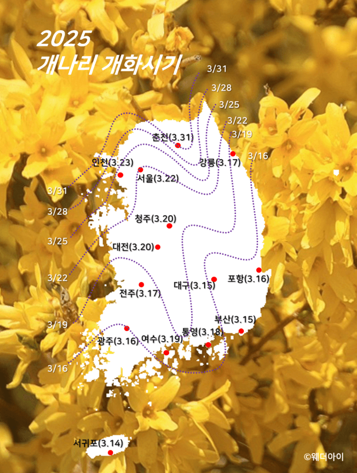 개나리 개화시기