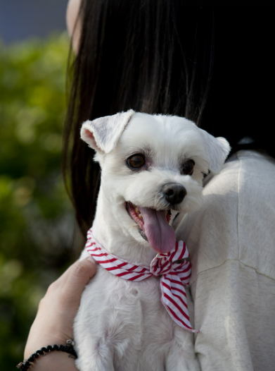 반려동물을 안고있는 사람 이미지