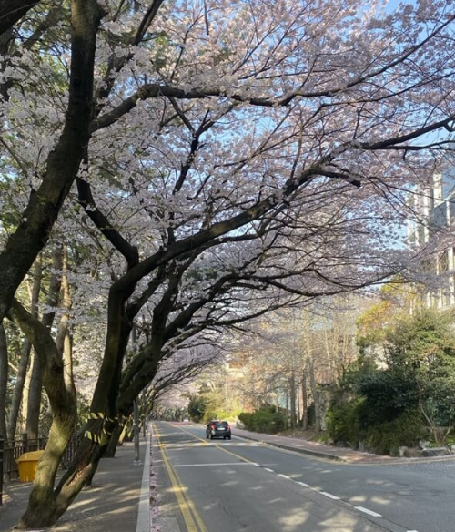 달맞이길 벚꽃 풍결