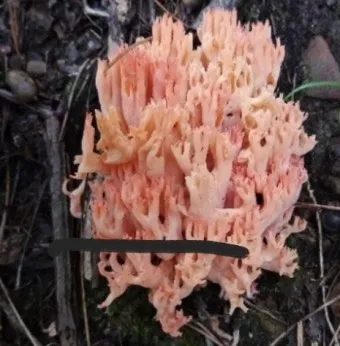 싸리버섯 효능 종류 채취시기 제철 손질법 요리법싸리 보관방법 정리_11