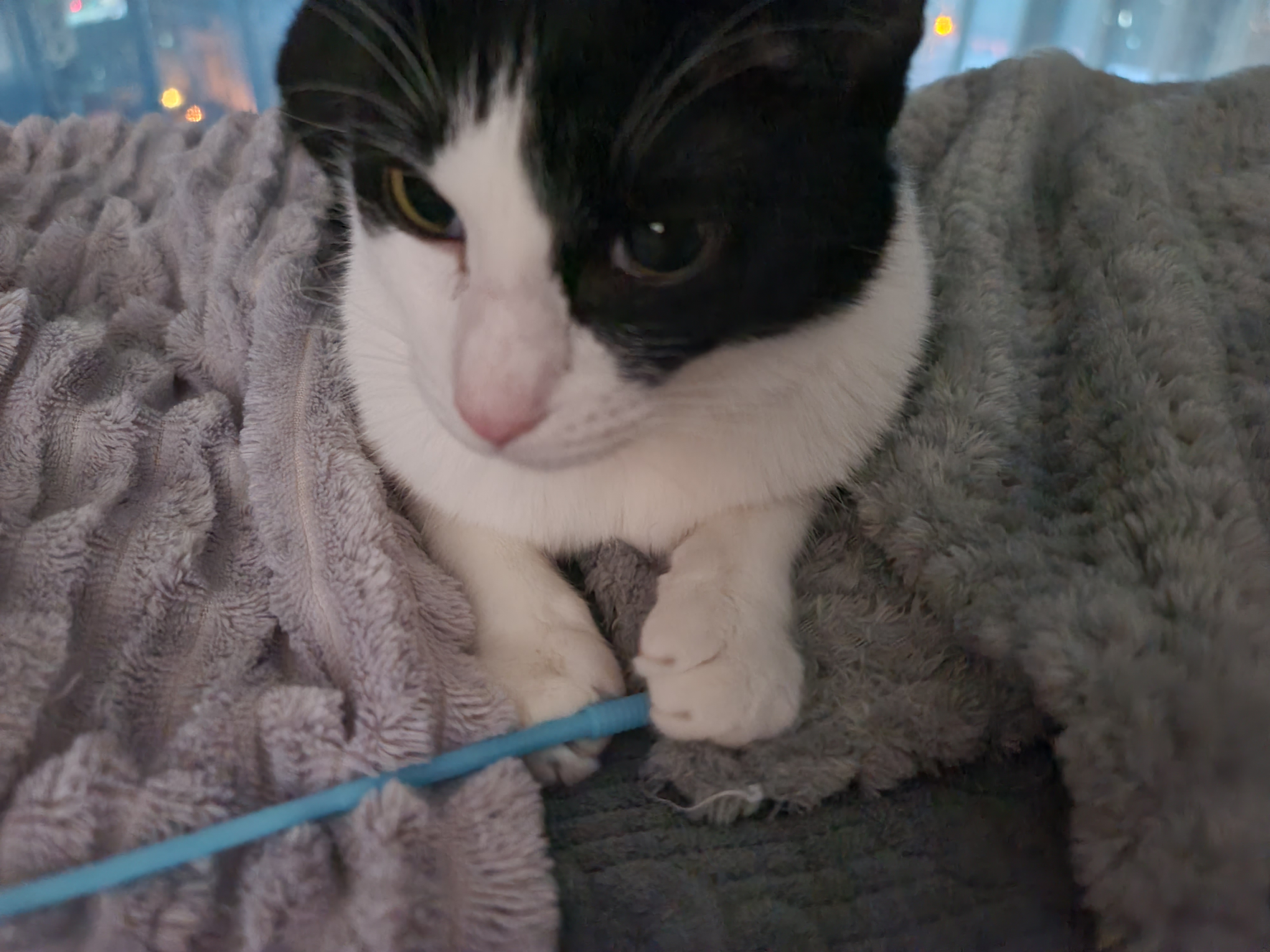 막대기를 너무 사랑하는 젖소냥이 두리(feat.호야)