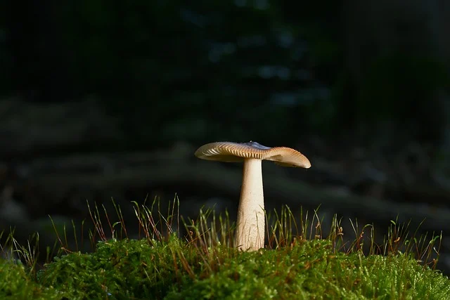느타리버섯 효능 13