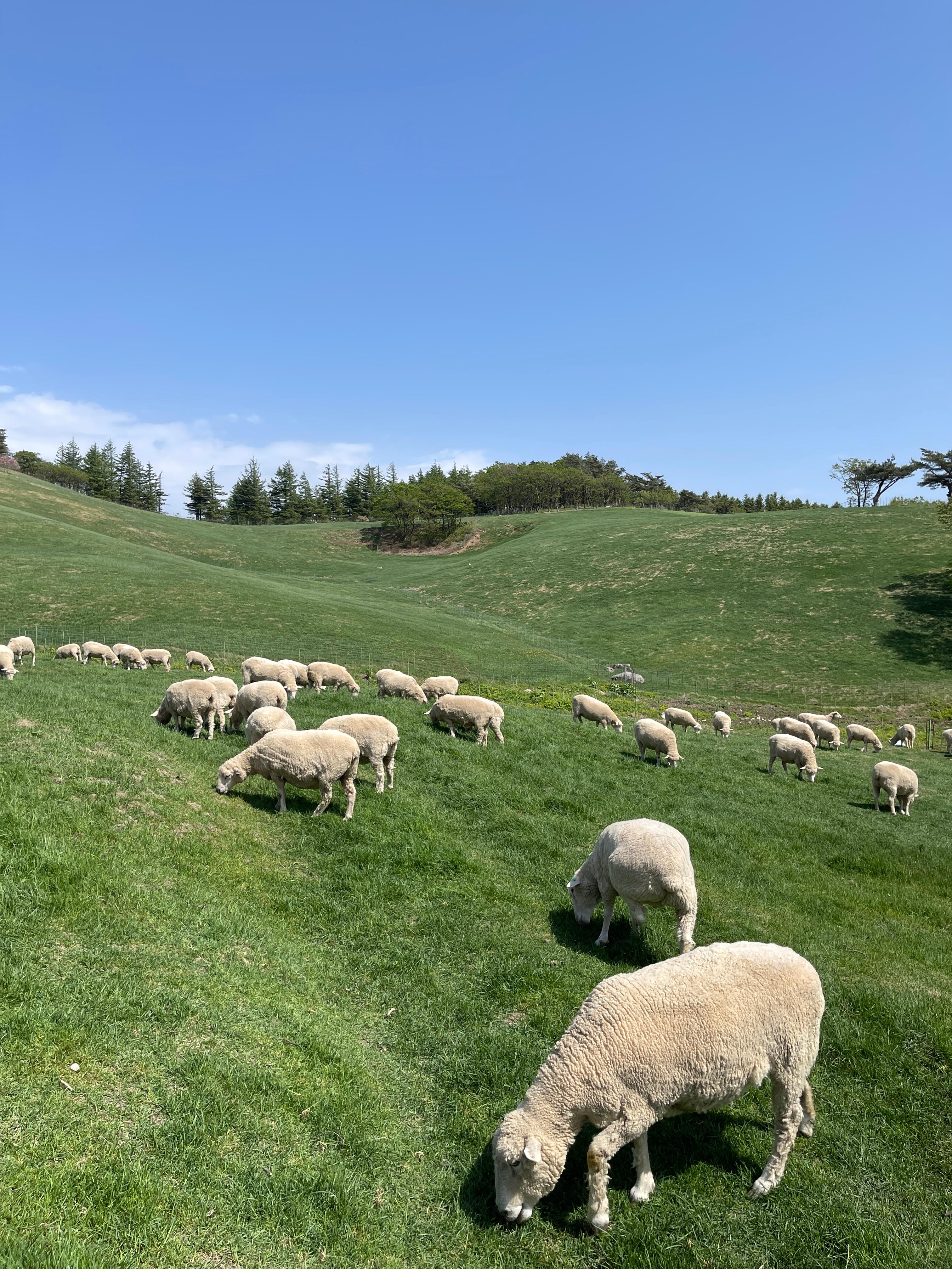 대관령양떼목장