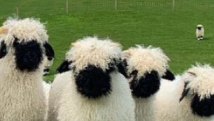 아라마루 아쿠아리움